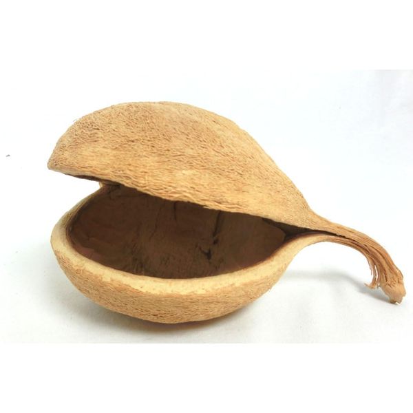 Generisch Buddafrucht Natur ca. 12 cm Bastelmaterial