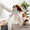 Portable Pet Hair Dryer Adjustable Blower w/LED screen & Adjustable Temperature