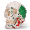 Human Skull Anatomy Model Life Size Functional Jaw Anatomical Skull Model for Teaching