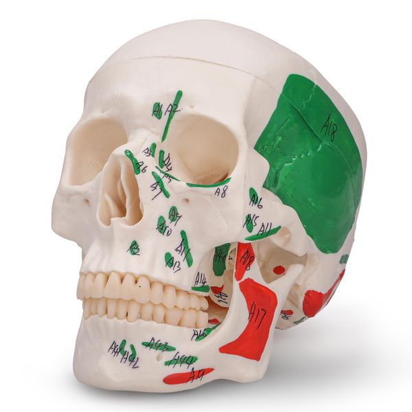 Human Skull Anatomy Model Life Size Functional Jaw Anatomical Skull Model for Teaching