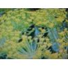 HERB DILL SEEDS.  A GARDEN FAVORITE.
