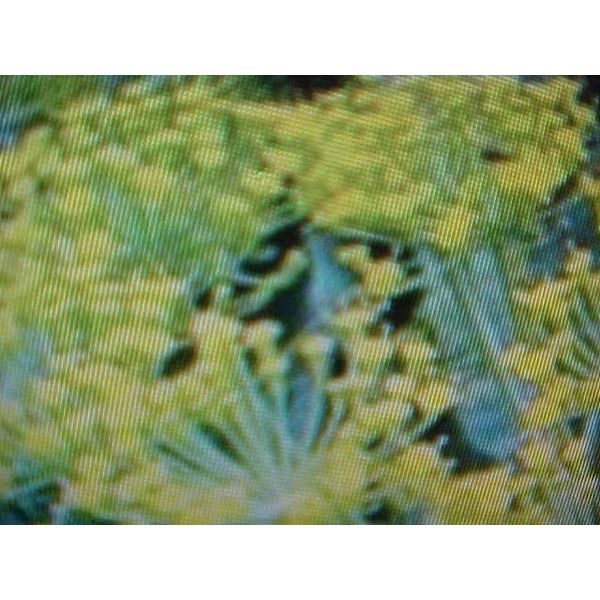 HERB DILL SEEDS.  A GARDEN FAVORITE.