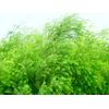 Amphora Aromatics Pure Tea Tree Essential Oil 10ml Australian