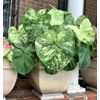 2ct Caladium The Frog in the Blender BIG LEAF (#2 SMALL) Bulbs