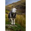 Herdwick Sheep Photograph, Lake District, Mounted Print