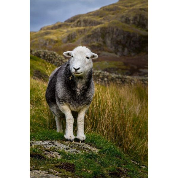 Herdwick Sheep Photograph, Lake District, Mounted Print