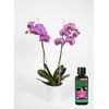 Orchid Focus Bloom 300ml