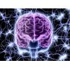Wild Ginseng Root - KOREAN GINSENG 350mg - brain focus memory supplement - 3 Bot
