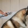Dyson Dog Groom (114737466)