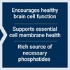Life Extension Lecithin, Promotes Healthy Cell Structure and Function in The Brain, Gluten Free, Non-GMO, Vegetarian, 454 Grams