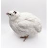 36 Celadon Coturnix Quail Hatching Eggs - Blue Egg Layers