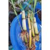 Sprouted Sugarcane Plants, 5 Live Plants