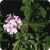 Pranarom Essential Oil, Geranium, Egypt, 0.3 fl oz (10 ml), Geranium Egypt