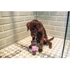 Animology Flea & Tick Dog Shampoo 250ml