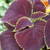 Outsidepride 20 Seeds Annual Coleus Chocolate Mint Foliage Indoor Or Outdoor House Plant Flower Seeds