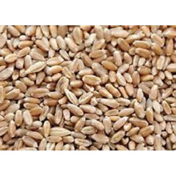 Hard Red Wheat - 1 Lbs - Excellent For Growing Wheatgrass to Juice, Food Storage, Grinding to Make Flour & Bread, Grain, Ornamental Wheat Grass, and Sprouting Seed