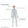 Niacin, Helps Keep Nervous System, Digestive System, Skin Healthy
