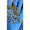 Mullein Bulk Leaf Cut Herb wild crafted Organic - 1/4 oz ounce