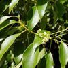 Holy Leaf 30ml Incent Essential Oil Essential Oil