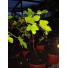 Ficus "brown turkey" Fig Tree plant cold hardy not dormant