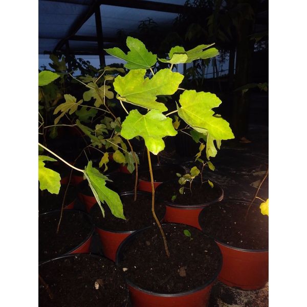 Ficus "brown turkey" Fig Tree plant cold hardy not dormant