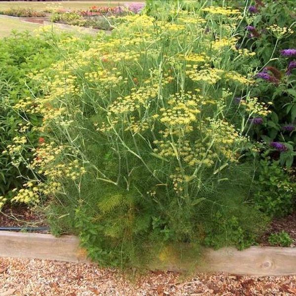 200+ Bouquet Dill Seeds Heirloom NON-GMO Fresh Garden Seeds, A CULINARY FAVORITE