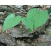 Pure Herbs: Wild Yam - 4 oz.