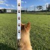 'Singing Cat Trio' Dog Lead/Leash (DL00020595)