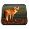 1 x Square MDF Fridge Magnet - Ginger Fox Sunset 14325
