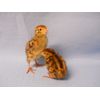 210+  KINGsBROWN XL. JUMBO brown coturnix quail hatching eggs,