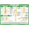 Joint Anatomy Chart Series (A3 Laminated, Spine Nerves)