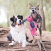 KONG Floppy Knots Bunny Dog Ropes, Small/Medium