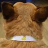 Small 'Rubber Duck' Dog Collar (PR00040763)