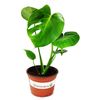 9GreenBox Split Leaf Philodendron 6" Pot - Monstera - Edible Fruit Tastes Like Pineapple