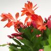 Thanksgiving Cactus Schlumbergera  In 4” Pot