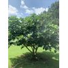 5 FIG TREE CUTTINGS -FRESH- From Fruiting Tree 8 in Each Organic