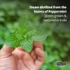 De La Cruz Peppermint Essential Oil - 100% Peppermint Oil for Aromatherapy - Steam Distilled - 1 Fl OZ