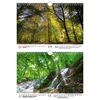 Waldzauber DIN A4 Calendar for 2022 Forest - Soul Magic