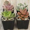 2 inch assorted Succulent 4 pack Cactus Cacti Succulent Real Live Plant