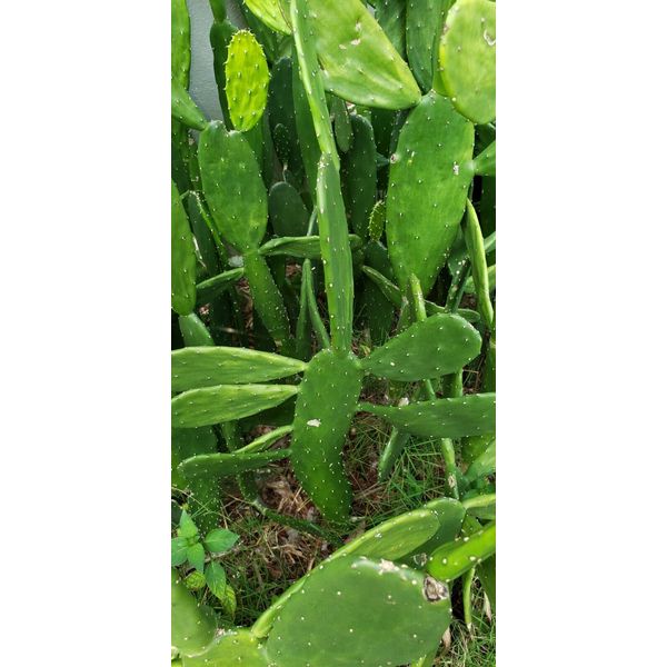 15+ CACTUS PADS Opuntia Nopal for Tortoise & other Reptiles & human health