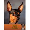 Miniature Pinscher Dog Birthday Card