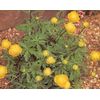 Trollius Globeflower Europeus Perennial Seeds