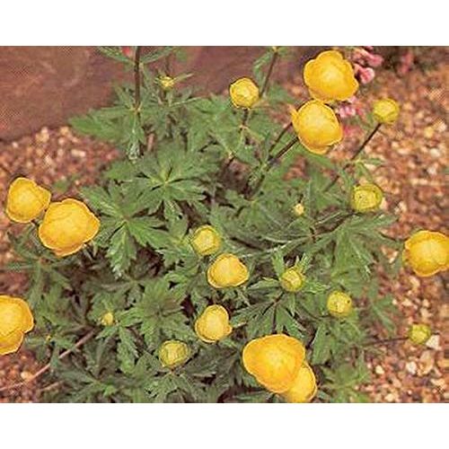 Trollius Globeflower Europeus Perennial Seeds