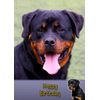 Rottie/Rottweiler Dog Birthday Card