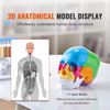 Human Skull Model Anatomical Skull Model 22 Parts 1:1 Colored Skeleton