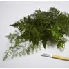 Design Master 662 Foliage Sealer