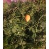 Cerasee - Organic