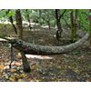 DD Hammock Sleeve - MC - Hammock Storage, Snake Skin, Camo