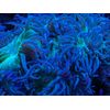Vanadium 120 mL - Trace Element for Saltwater Aquariums