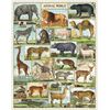 Cavallini & Co. Animal World 1,000 Piece Puzzle